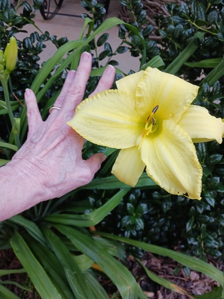 As big as my hand.jpg